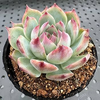 Amazon.co.jp: 多肉植物 韓国苗 抜き苗 カシオシルエット : ホビー